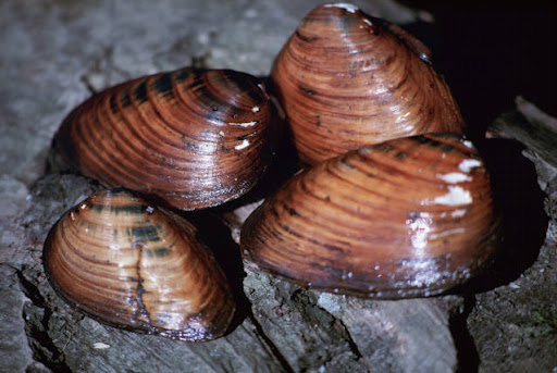 Endangered clubshell mussel. Credit: Craig Stihler/USFWS