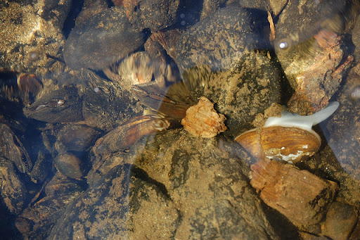 Freshwater mussel under water. Credit: Cheryl Daigle/Trust