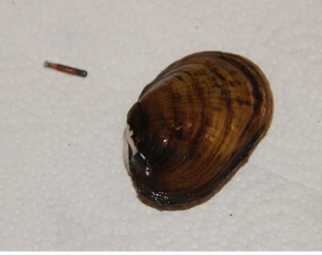 A PIT tag next to a northern riffleshell mussel. Credit: Craig Stihler/WVDNR