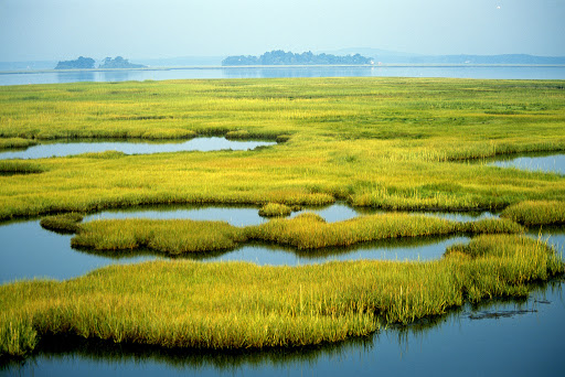 Coastal Wetlands at Parker River National Wildlife Refuge in Newburyport, MA. Credit: Kelly Fike/USFWS.