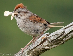 Swamp Sparrow with Geometrid Moth on Freeland Trail