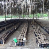 A photo of the nursery for the cacao plants. Credit: BFREE