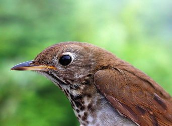 The Bicknell's thrush is among the rarest of eastern North America's songbirds. Climate change threatens the viability of both its wintering and breeding areas. Photo: Steve Faccio, courtesy of the Vermont Center for Ecostudies