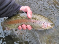 Rainbow trout from the Musconetcong River. Credit: John Czifra