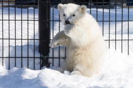 Photo credit: John Gomes/Alaska Zoo