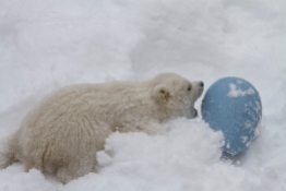 Photo credit: John Gomes/Alaska Zoo