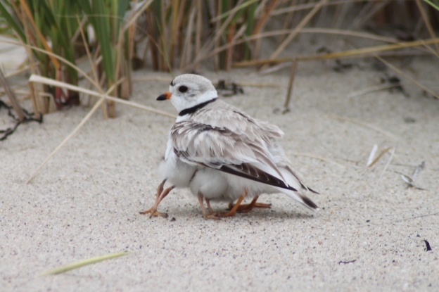 A piping plover and several chicks. Credit: Heidi Sanders, Friends of Ellisville Marsh in Plymouth, Mass.