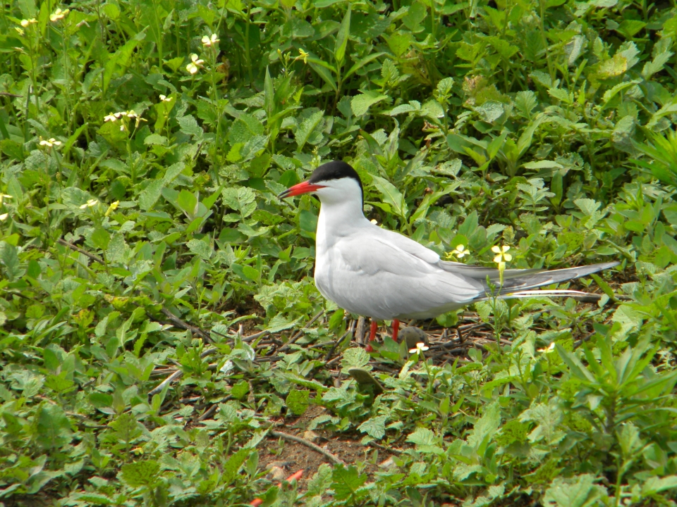 A tern and eggs at Great Gull Island. Credit: Sarah Nystrom/USFWS