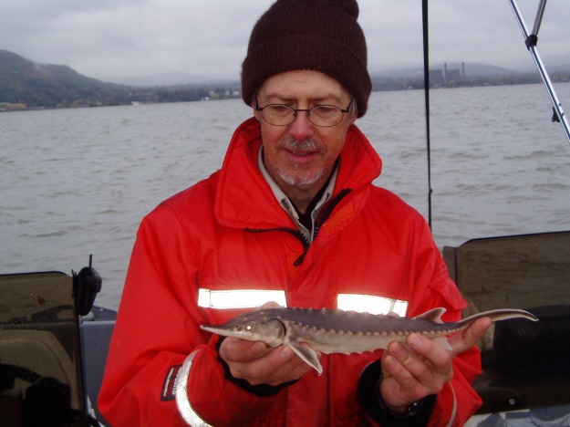Northeast Fishery Center scientist, Jerre Mohler, preparing to release this hatchery-reared juvenile Atlantic sturgeon into the Hudson River. Credit: USFWS