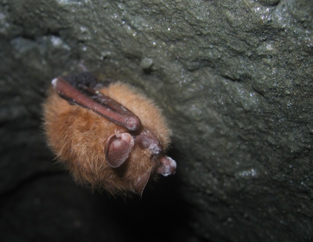 A tri-colored bat showing signs of white-nose syndrome while hibernating in a Massachusetts cave. Credit: Jon Reichard
