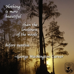 Nothing is more beautiful than the loveliness of the woods before sunrise. - George Washington Carver