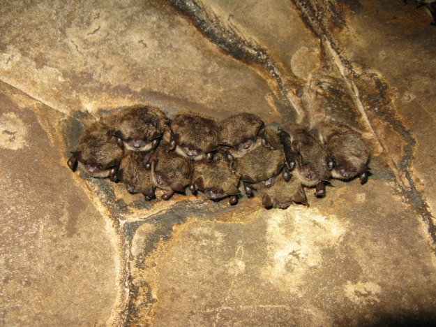 A small cluster of hibernating little brown bats. Credit: Vermont Fish and Wildlife Department