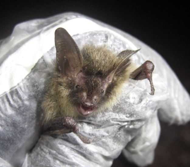 A now rare northern long-eared bat captured during a fall swarm survey in southern Vermont. How can you help but love that face? Credit: Vermont Fish and Wildlife Department