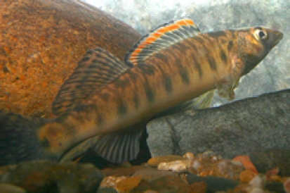 The Roanoke logperch (Percina rex) is a small fish growing to 5 inches in length that feeds on invertebrates by flipping stones on the stream bottom with its snout. It occurs in 13 populations in widely separated segments of the upper Roanoke, Pigg, Nottoway and Upper Dan rivers. The logperch has strongly patterned fins, a prominent bar below the eye and 8 to 11 vertical bands on its sides. Massive loss of Roanoke logperch habitat has occurred due to construction of the large impoundments of the Roanoke River Basin in the 1950s and 1960s, which resulted in major disruptions in the ability of this species to move throughout its historic range. Biologists are working to protect its habitat by reducing upland runoff into rivers. via USFWS