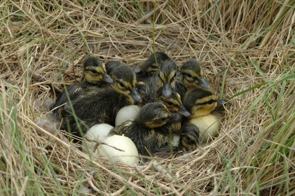American black ducklings nesting in coastal marsh. Credit: Peter McGowan/USFWS