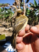 Some yellow warblers winter in Belize and return to New England in the summer to breed. Photo courtesy of Belize Foundation for Research and Environmental Education.