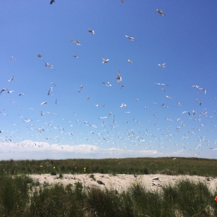 The common tern colony at Monomoy National Wildlife Refuge.