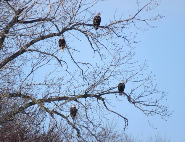 Bald eagles are easier to see perched in the trees this time of year. Credit: Jessica Bolser/USFWS
