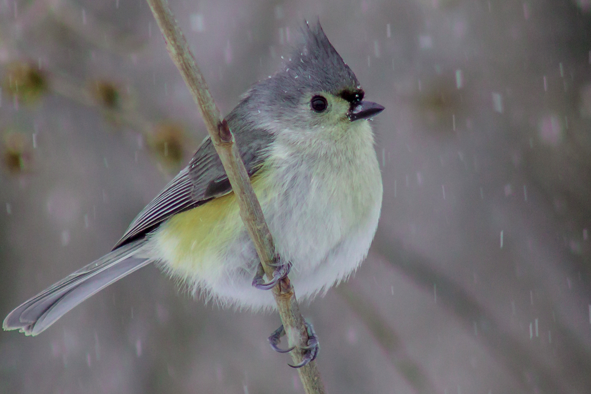 One bird, two bird, three bird, more: participate in the Great Backyard Bird Count this weekend 