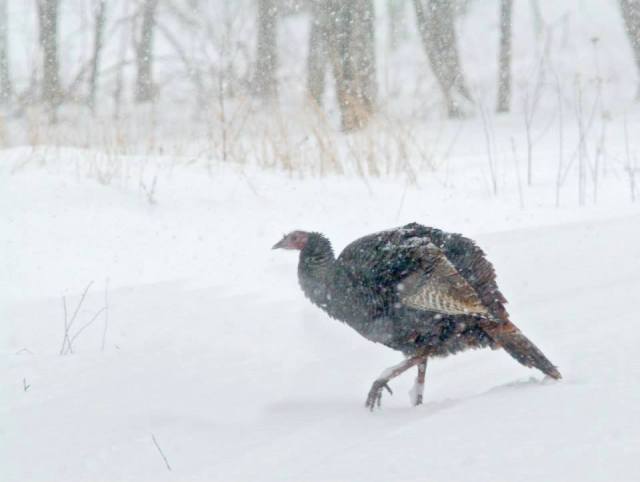 If turkeys can't find food on the ground through two-to-three feet of snow, they will spend most of their time up in the trees roosting. Credit: USFWS