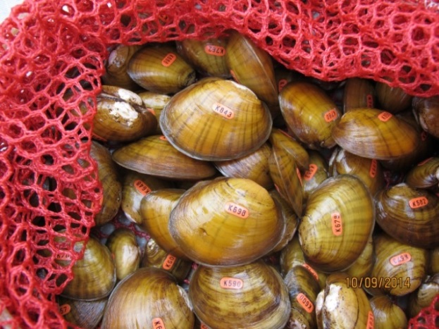 Endangered juvenile pink mucket pearlymussels from 2014. This freshwater mussel is found in just two of the states in our Northeast Region - West Virginia and Virginia. Credit: USFWS