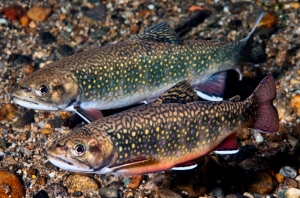 eastern-brook-trout-photo-credit-photo-credit-robert-s-michelson-of-photography-by-michelson-inc-brook-trout1
