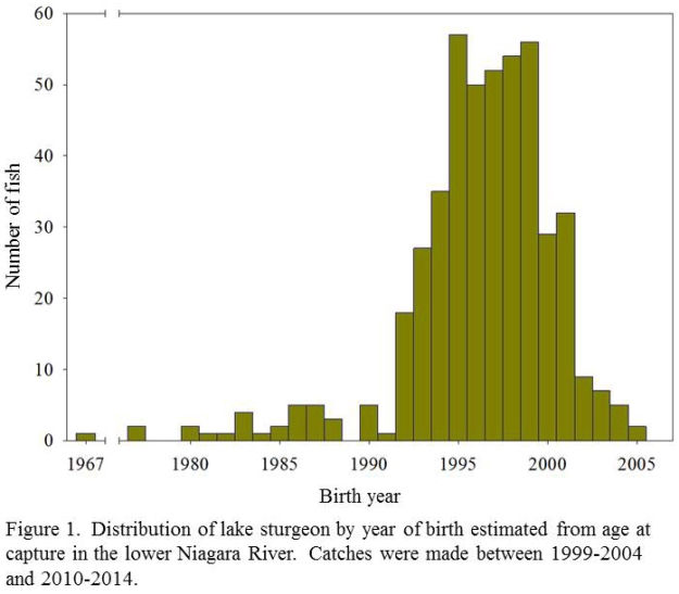 Figure 1. Age distribution of lake sturgeon - oldest fish born in 1967 (1)