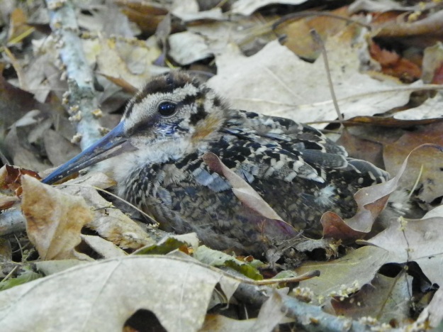 Am Woodcock on Nest