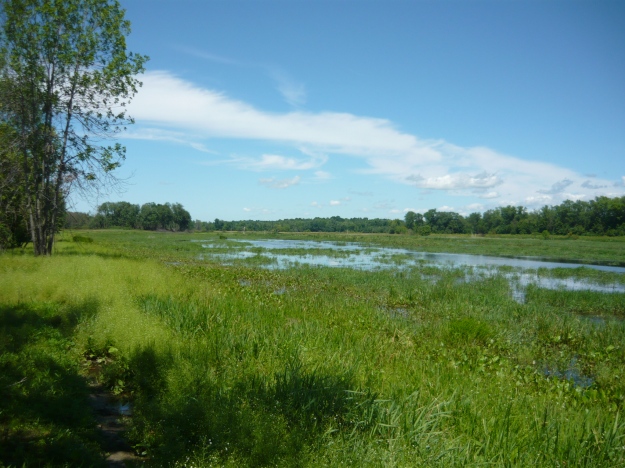 Wetland Restoration Site_leicester vermont_USFWS