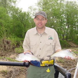 Alan Weaver, VDGIF, with American shad caught upstream in the Rappahannock River three years after the Embrey dam was removed. Credit: Chip Augustine, VDGIF.