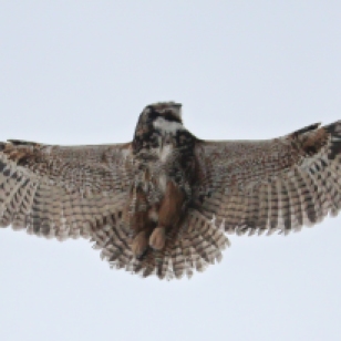 A great horned owl in flight. Photo by John McCarthy