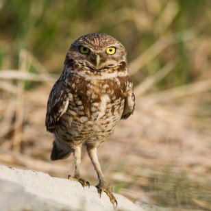 Burrowing owl Photo by Julie Memmolo