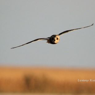 A short eared owl in flight. Photo by Lenny Kutz