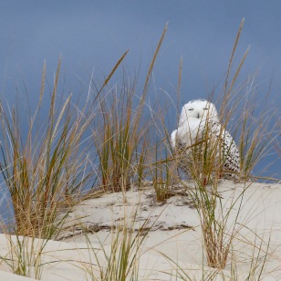 Snowy owl Photo by Brian Rusnica