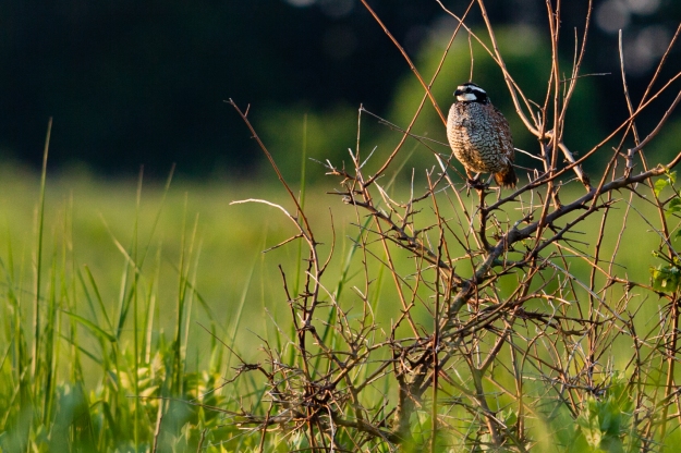 Northern bobwhite were once common in the eastern U.S., but experienced a sharp decline in population in the second half of the 20th century. Photo from Chesapeake Bay Program/Will Parson (Creative Commons).
