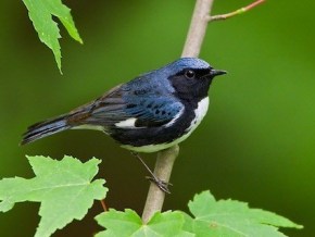 The black-throated blue warbler was identified as a "Forest Health Indicator Species" by the Connecticut Forestlands Council Forest Ecosystem Health Committee for northern forest habitat.
