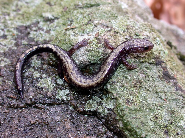 After rainfall, these salamanders emerge from their hiding spots under damp leaves and logs. Photo Credit: J.D. Willson