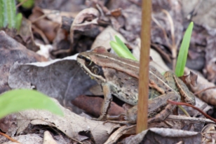 A wood frog camouflaged with leaf litter.