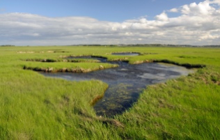 Parker River National Wildlife Refuge, in eastern Massachusetts, protects 3,000 acres of the Great Marsh, the largest continuous stretch of salt marsh in New England. (Credit: Matt Poole, USFWS)