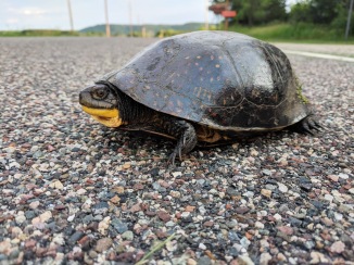 A Blanding's turtle crossing a road. Photo by Courtney Celley/USFWS.