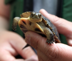 A smiling head-start turtle that was released at Assabet NWR in 2011. Photo by Keith Shannon/USFWS