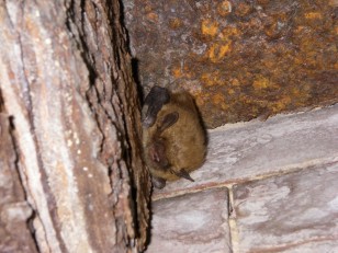 A little brown bat nestles into a secluded corner. Credit: DE Division of Fish & Wildlife